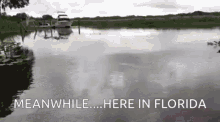 Florida Omg GIF - Florida Omg Gators GIFs