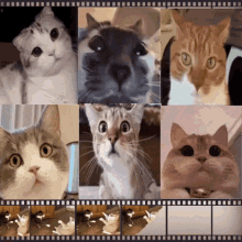 Funny Cat Watching Video GIF - Funny Cat Watching Video Memes Giggle GIFs