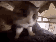 Cat Hitting Blanket GIF - Cat Hitting Blanket GIFs