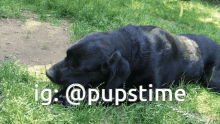 a black dog is laying in the grass with the hashtag @pupstime written below it