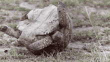 a turtle is laying on its back on the grass