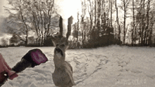a person is talking to a deer in the snow while holding a microphone