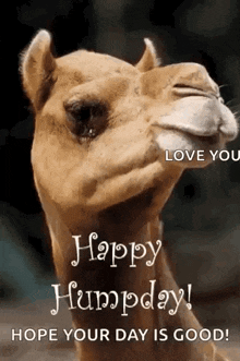 Greeting Happyhumpday GIF - Greeting Happyhumpday Camel GIFs
