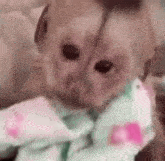 a baby monkey is eating a piece of food from a blanket .