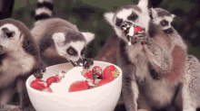 lemurs dessert hungry nomnomnom cute