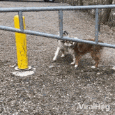 Jumping Dog GIF - Jumping Dog Viralhog GIFs