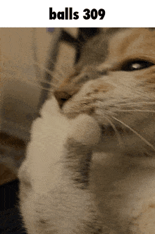 a close up of a cat 's face with the words balls 309 below it