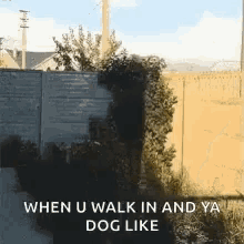 Hey Dog GIF - Hey Dog Jumping GIFs