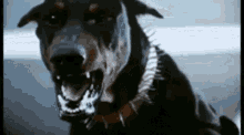 What Do You Mean People Dog GIF