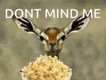 a picture of a gazelle with a bowl of popcorn and the words " dont mind me "