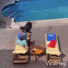 Get Out Of Here Viralhog GIF - Get Out Of Here Viralhog Sea Lion GIFs