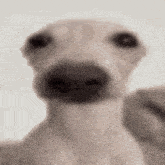Dog Stare GIF - Dog Stare GIFs