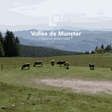 Vallée De Munster Taal GIF