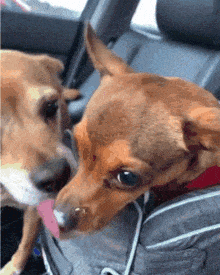 Hungry Pup Cup GIF - Hungry Pup Cup Whipped Cream GIFs