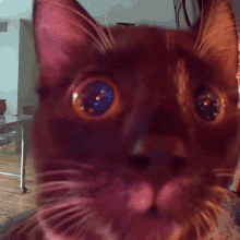 Concerned Cat Kitten Kitty GIF - Concerned Cat Kitten Kitty GIFs