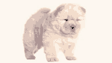 Chow Chow Puppy GIF - Chow Chow Puppy GIFs