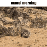 a picture of a kitten laying in the sand with the words manul morning above it