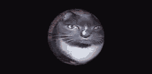 Cat Rotate GIF - Cat Rotate Cat Ball GIFs
