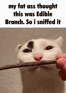 Edible Branch Cat GIF - Edible Branch Cat Kitty GIFs
