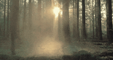 the sun shines through the trees in the foggy forest