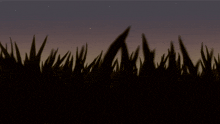 a silhouette of tall grass against a dark sky