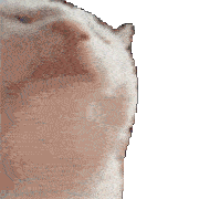 catjam