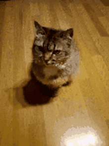 кітюлікаякийафігіває Gumpy Cat GIF - кітюлікаякийафігіває Gumpy Cat Cute GIFs