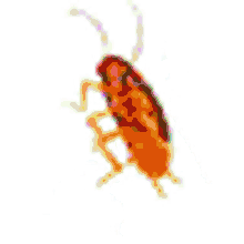 cockroach dancing