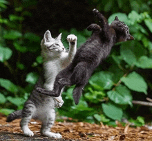 two kittens are standing next to each other on the ground and playing with each other .