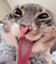 a close up of a cat 's face with its tongue hanging out