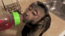 Juice Break GIF - Monkey Thirsty Juice GIFs
