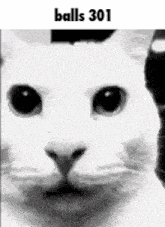 a black and white photo of a white cat with balls 301 written on it .