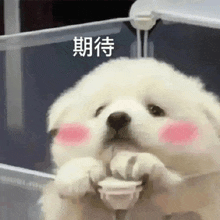 a small white dog is holding a plug in its mouth and making a funny face .
