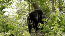drag dragging branch chimps chimpanzee dynasties