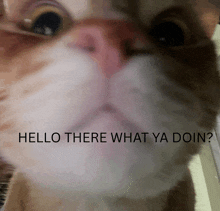 a close up of a cat 's face with the words hello there what ya doin below it