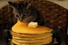 breakfast cat cute pancakes munch
