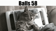 Balls Balls 58 GIF - Balls Balls 58 Cat GIFs
