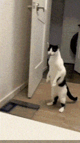 a black and white cat is standing on its hind legs