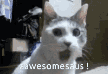 Awesomesaus Awesomesauce GIF - Awesomesaus Awesomesauce Awesome Cat GIFs