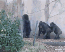 Angry Gorilla GIF - Angry Gorilla Gorila GIFs