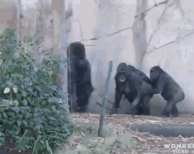 angry gorillas fighting