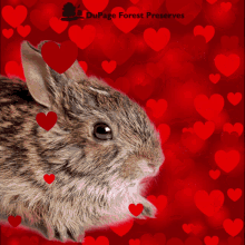 Happy Valentines Day Dupage GIF - Happy Valentines Day Dupage Dupage Forest GIFs