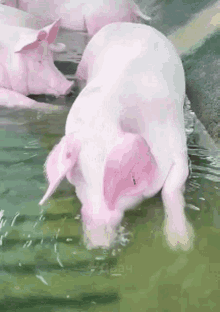 Pig Bubbles GIF