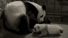Panda Mother GIF - Panda Mother Love GIFs