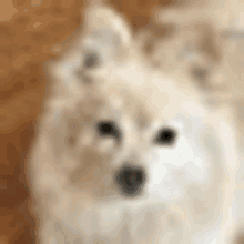 Dog This Is A Dog GIF - Dog This Is A Dog GIFs