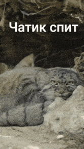 a cat is laying on a rock with a caption that says chatik spit