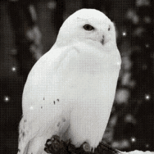 Owl Snow GIF - Owl Snow Winter GIFs
