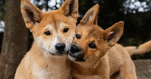 two brown puppies are standing next to each other and sniffing each other 's noses .