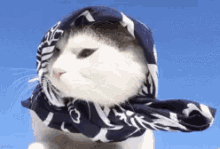 Cats Cat Hats GIF - Cats Cat Hats GIFs
