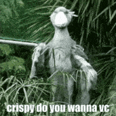 a bird standing in the grass with the words " crispy do you wanna vc " written below it